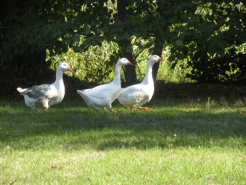 Le Fousseret Ferme Saint Joseph Bed & Breakfast エクステリア 写真