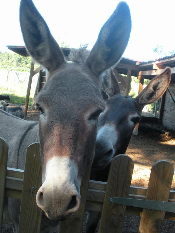 Le Fousseret Ferme Saint Joseph Bed & Breakfast エクステリア 写真